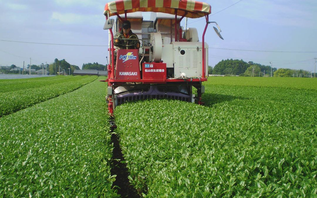 Coopérative des producteurs de thé de Matsuyama