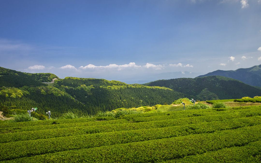 Ootonaridake Tea producer’s coop.