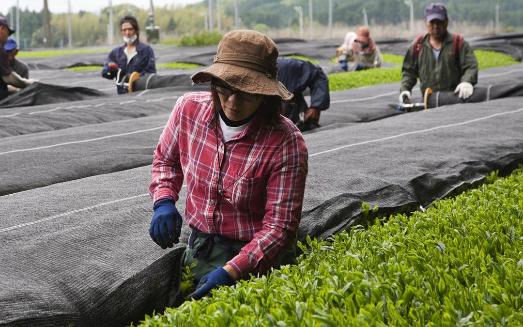 有限会社　けやき製茶