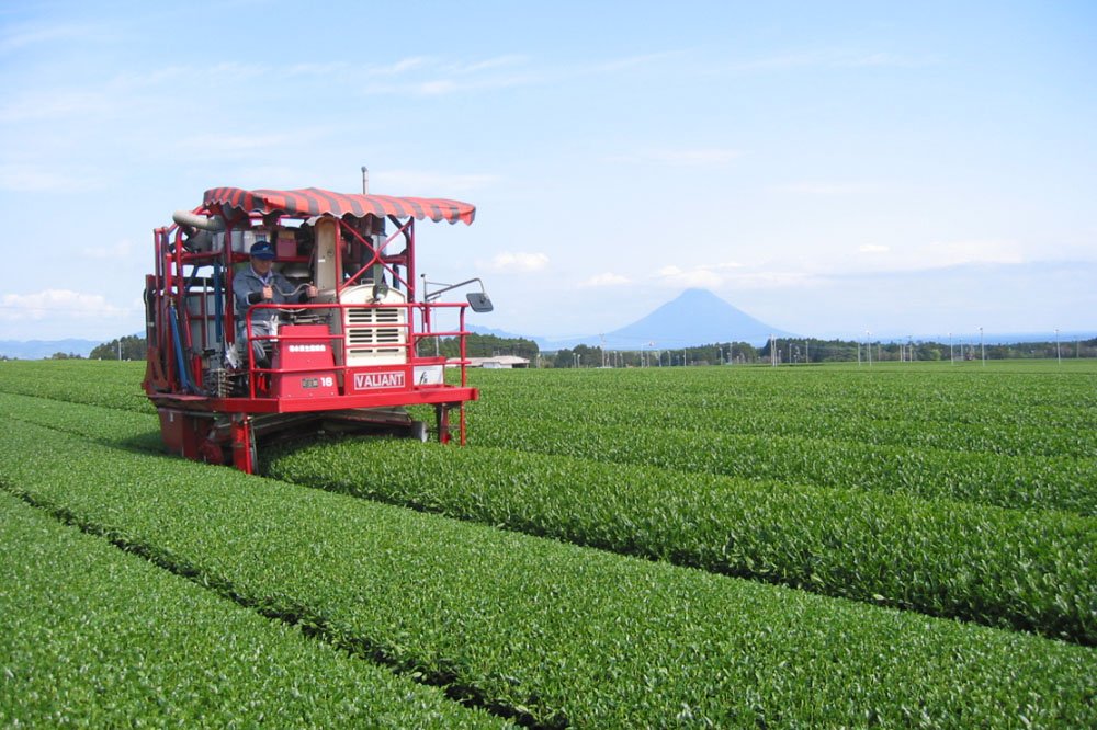 菊永茶生産組合