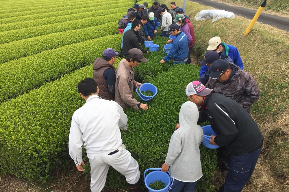 お茶の豊作と産地の発展を祈願！