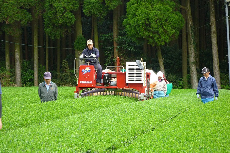 みんなの熱い力で、最高級茶を！