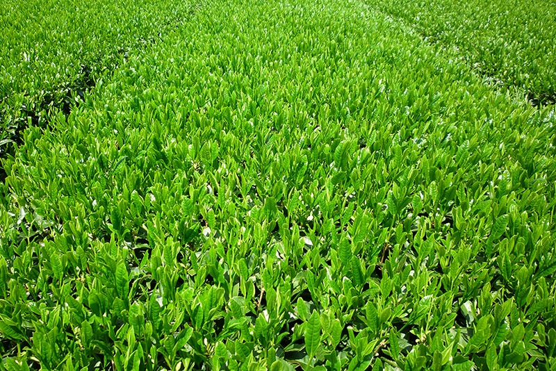 First Tea Harvest of 2018