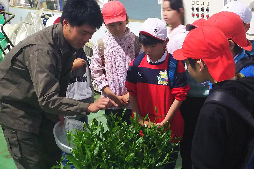 Teaching Green Tea Preparation To Schoolchildren