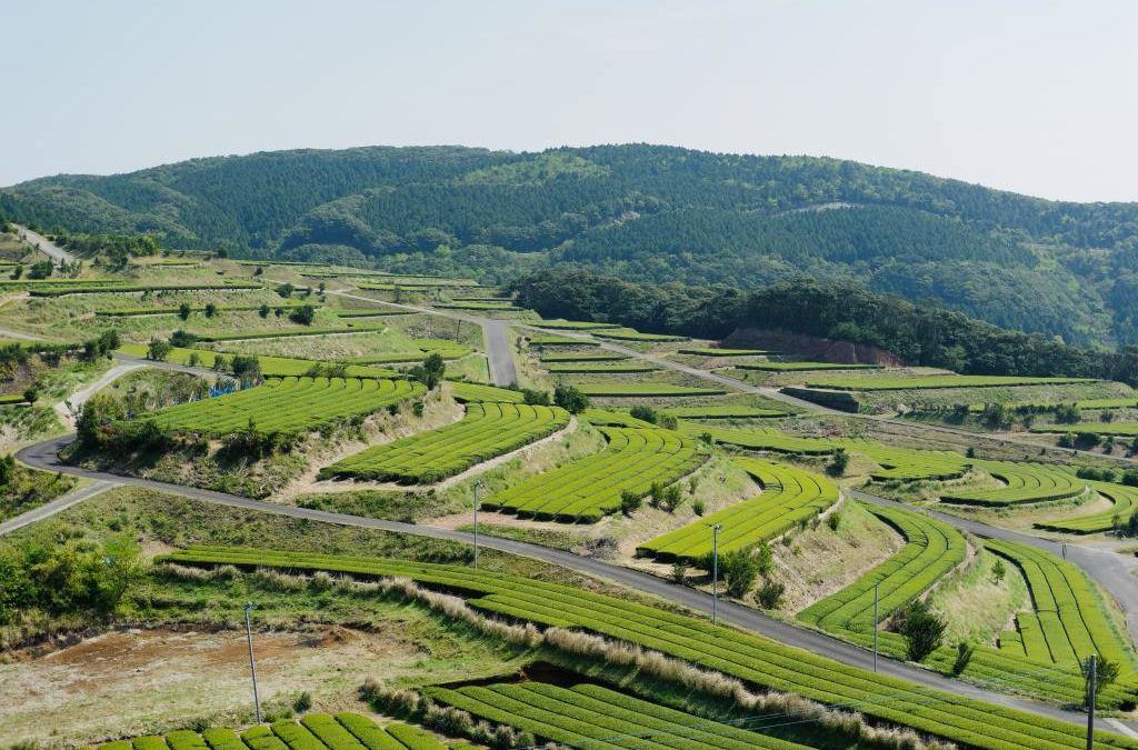 JA Minami Satsuma Chiran Chagyo Center