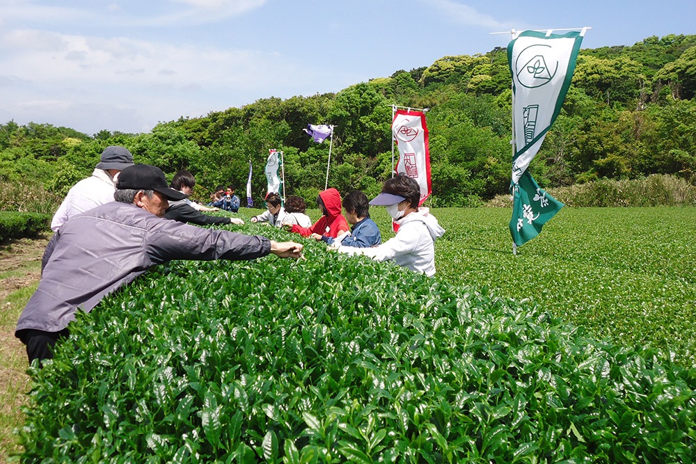 夢・風の里アグリランドえいin「お茶オーナー」！