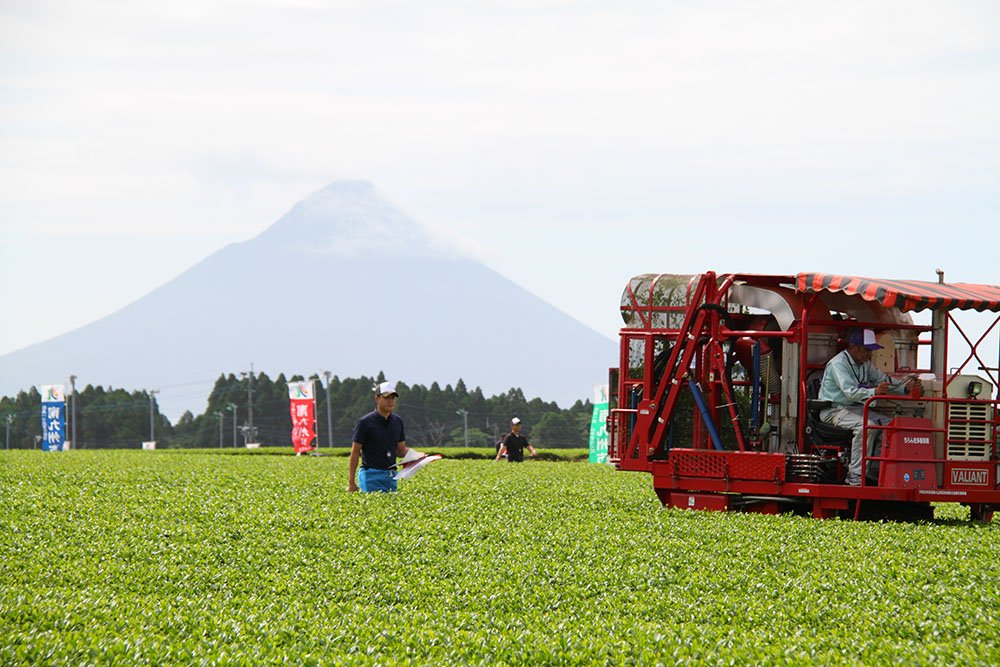 Chiran Annual Tea Machine Contest