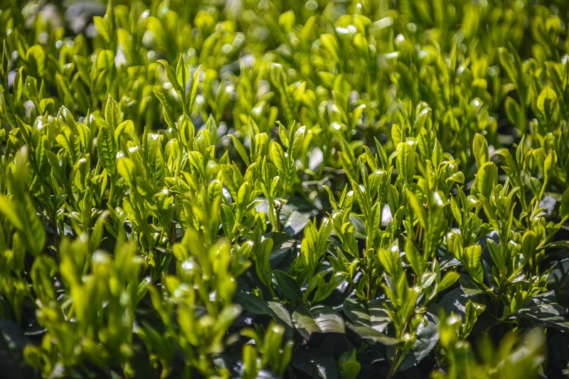 Les composants du thé vert