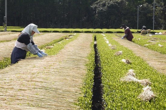 わらかけ茶