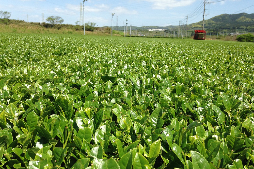 First green tea harvest 2020 : it’s here !