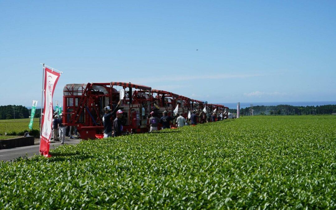 The 15th Tea Picking Tournament！